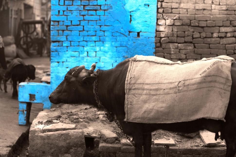 Free Image of Indian street 