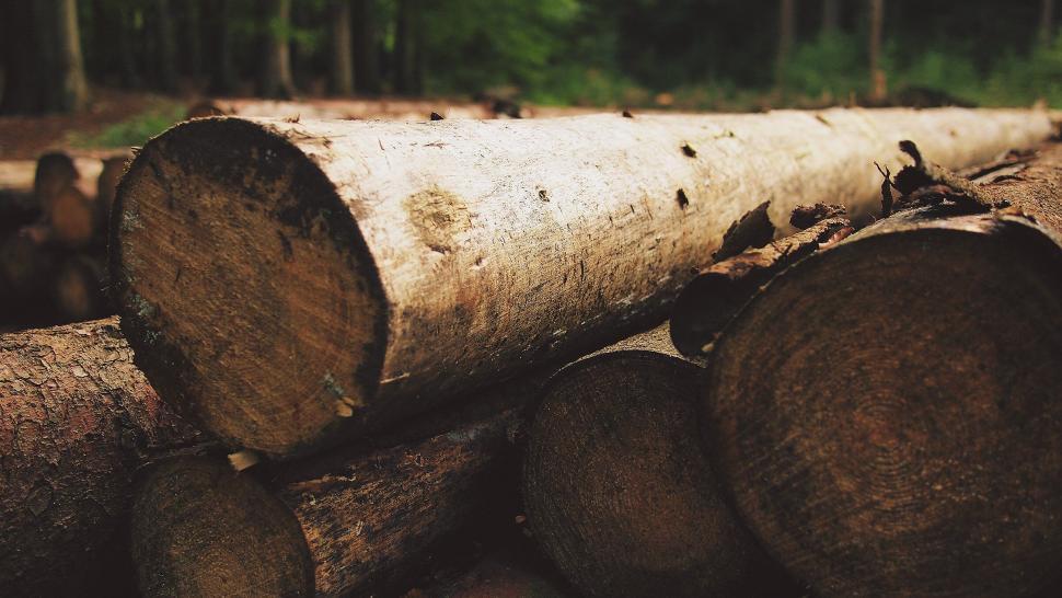 Free Image of Pile of cut logs in a misty forest 