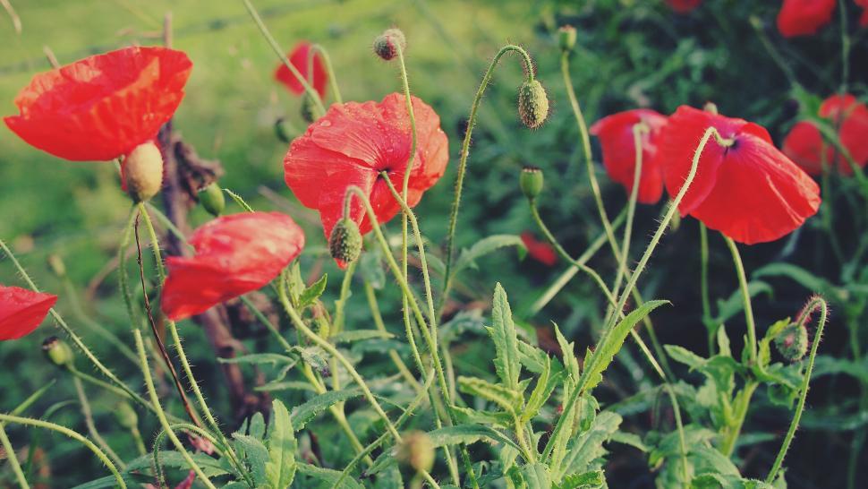 Free Image of Bright red poppies in a green field 
