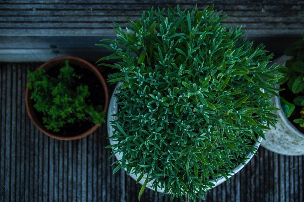Free Image of Lush potted plant on a textured balcony 
