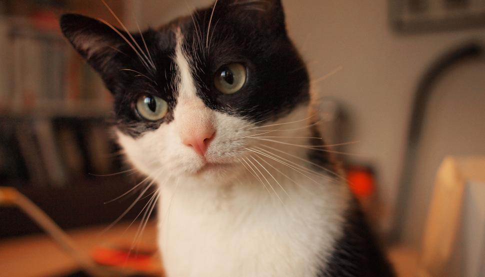 Free Image of Cat looking away from the camera 