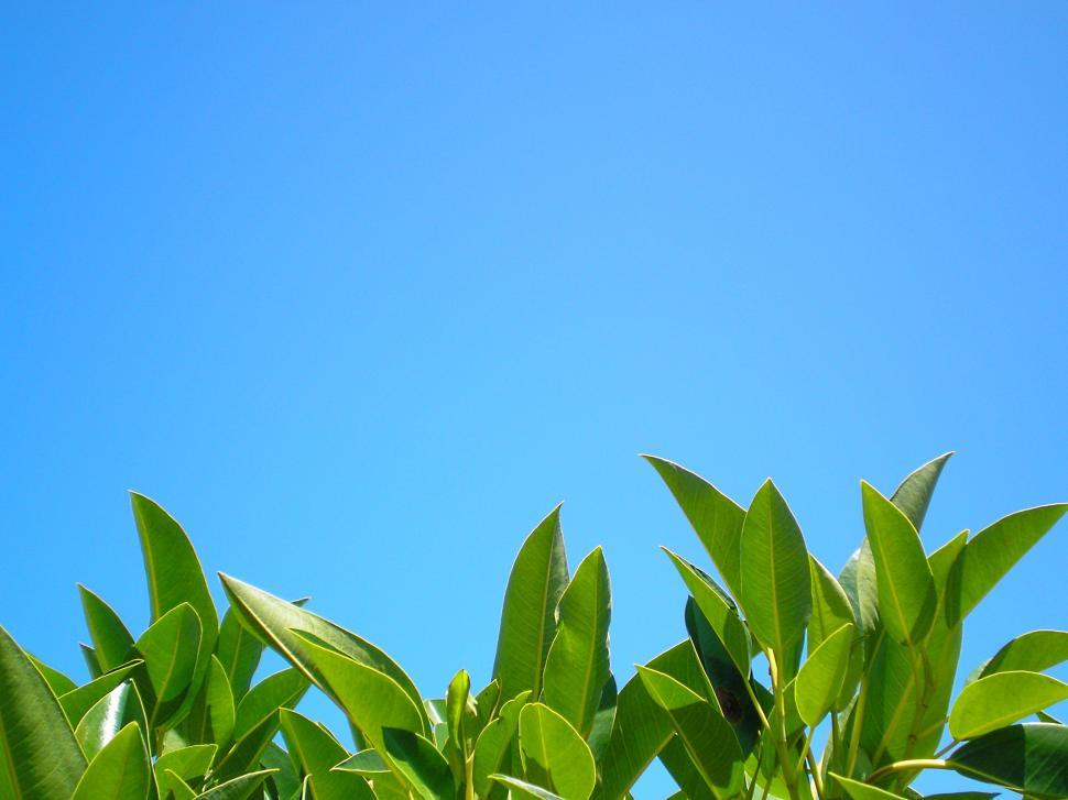 Free Image of Cloudless Sky 