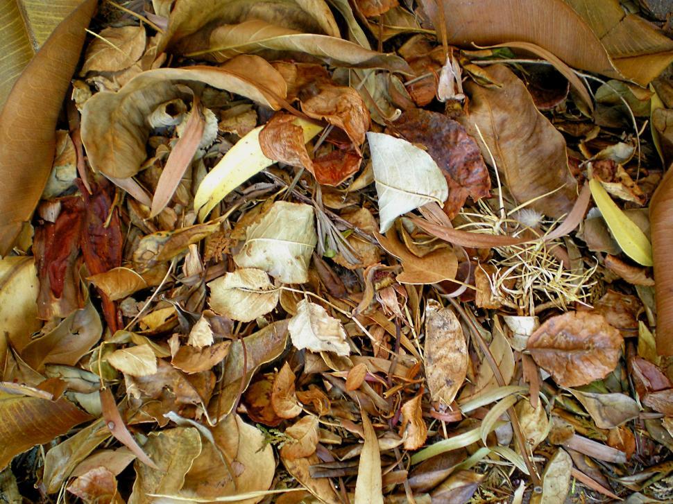 Free Image of Autumn Leaves 