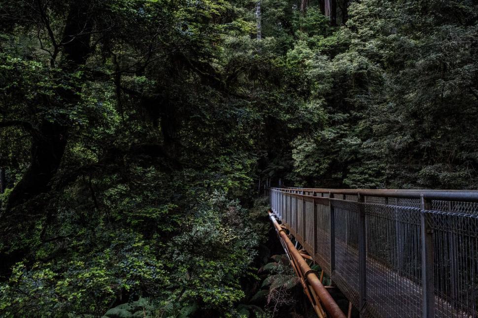 Free Image of Misty forest with a wooden pathway bridge 