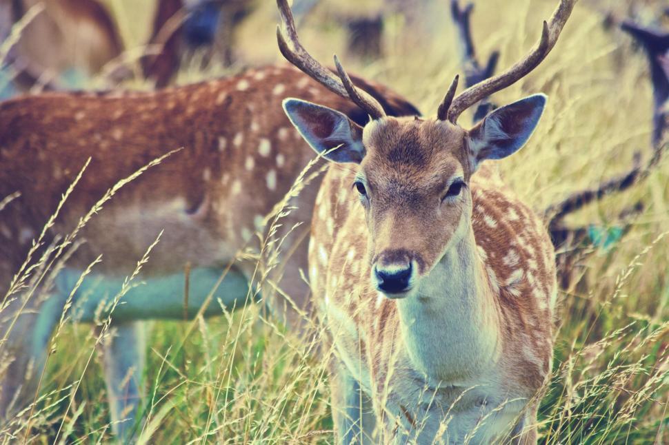 Free Image of Deer grazing in a peaceful field 