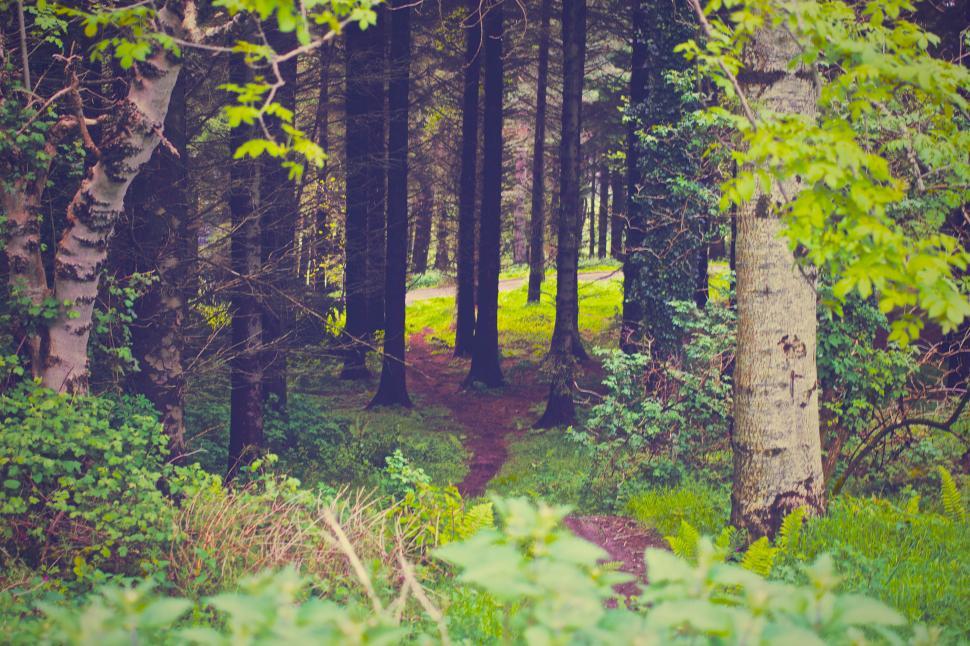 Free Image of Enchanted forest path with sunlight filtering in 