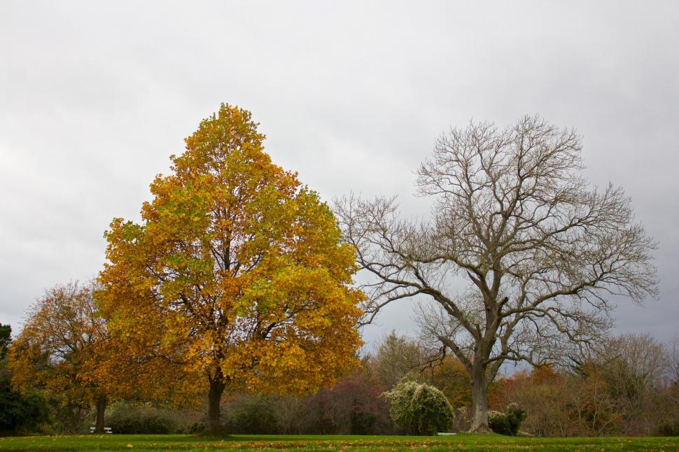 Free Image of Autumnal tree with vibrant yellow leaves 