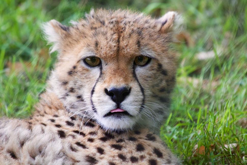 Free Image of Sleeping cheetah in a lush green habitat 
