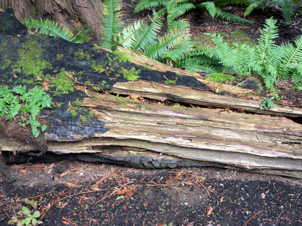 Free Image of Pile of Wood in Forest Clearing 