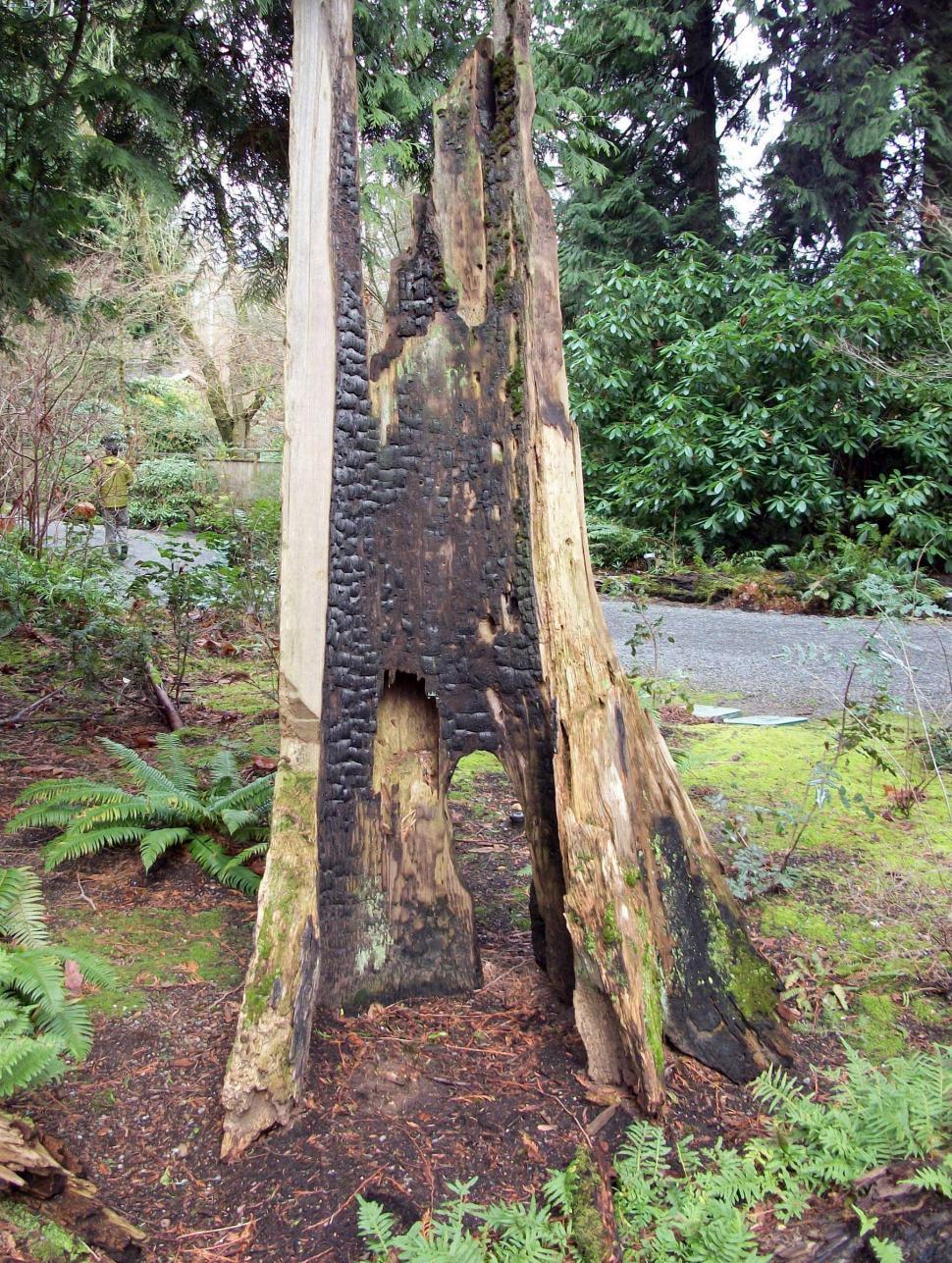 Free Image of Tree Cut Down in Forest 