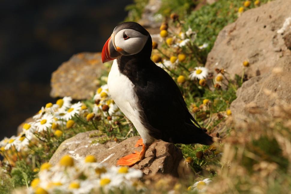Free Image of Puffy Bird Perched on Rock 