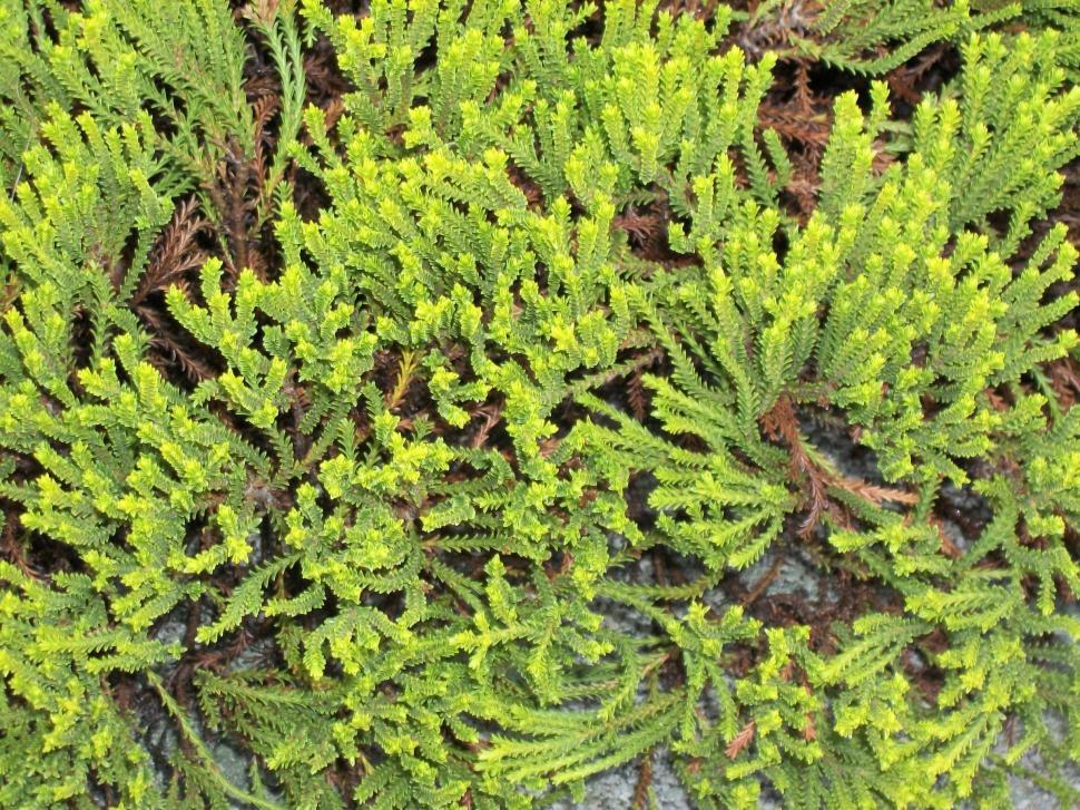 Free Image of Close Up of Green Plant Leaves 