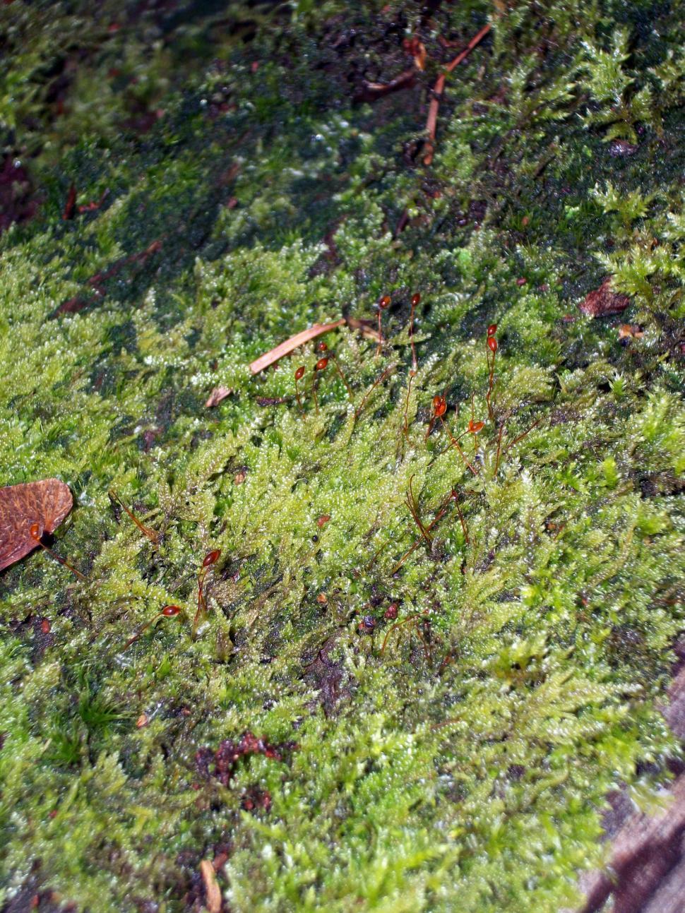Free Image of Bird Perched on Green Moss 