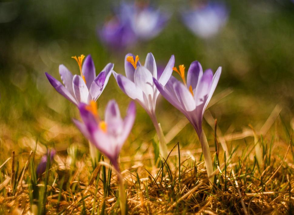 Free Image of Vibrant purple crocuses blooming in spring 