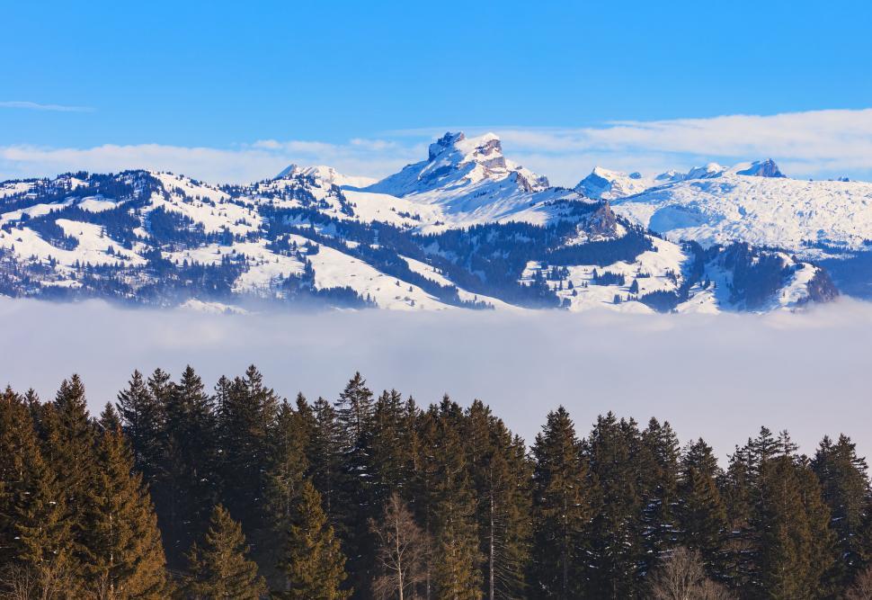 Free Image of Misty forested landscape with mountain backdrop 