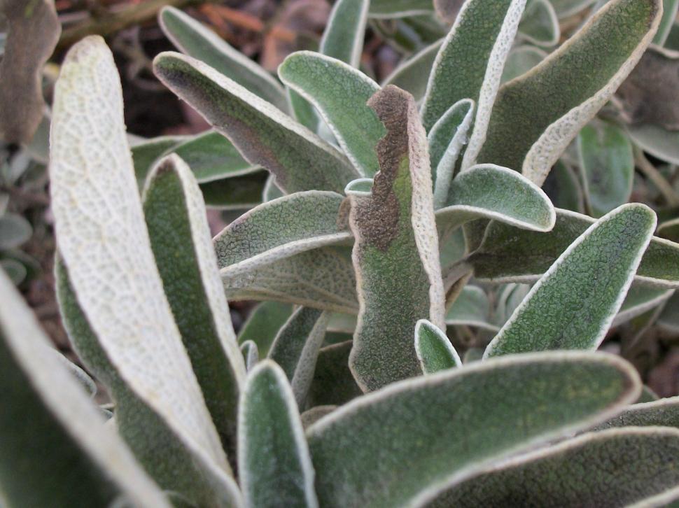 Free Image of Green Plant With Lush Leaves Close-Up 