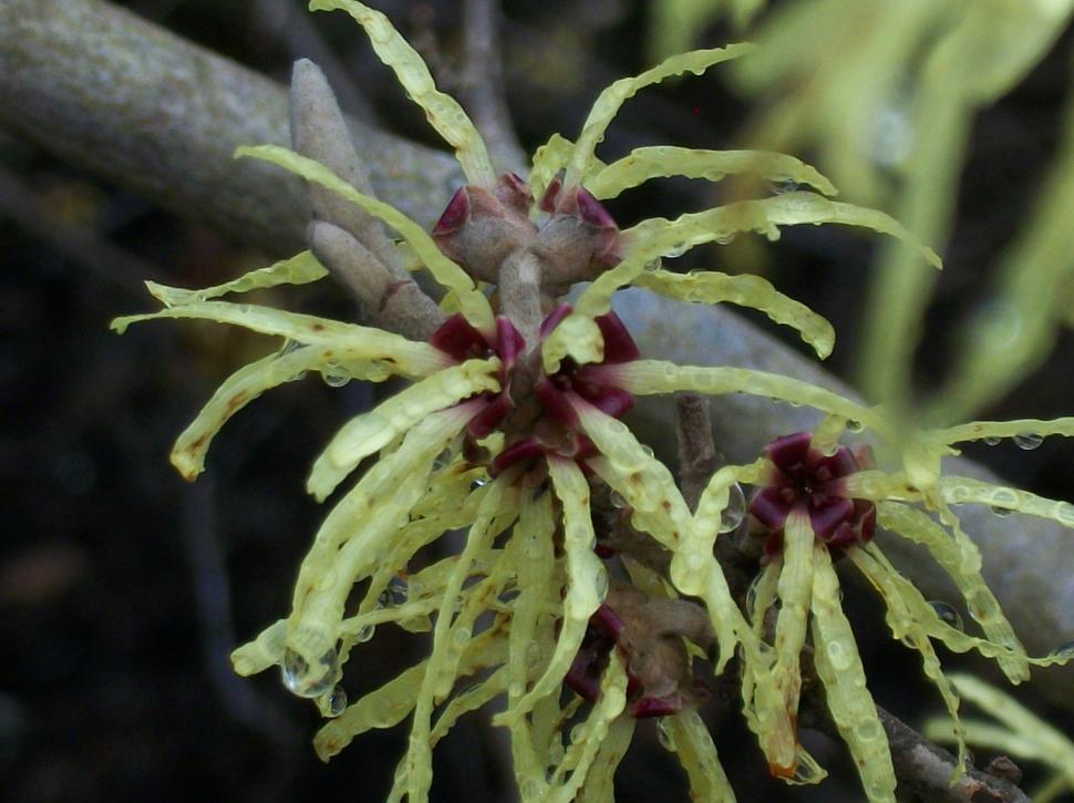 Free Image of Close Up of Tree Branch With Flowers 