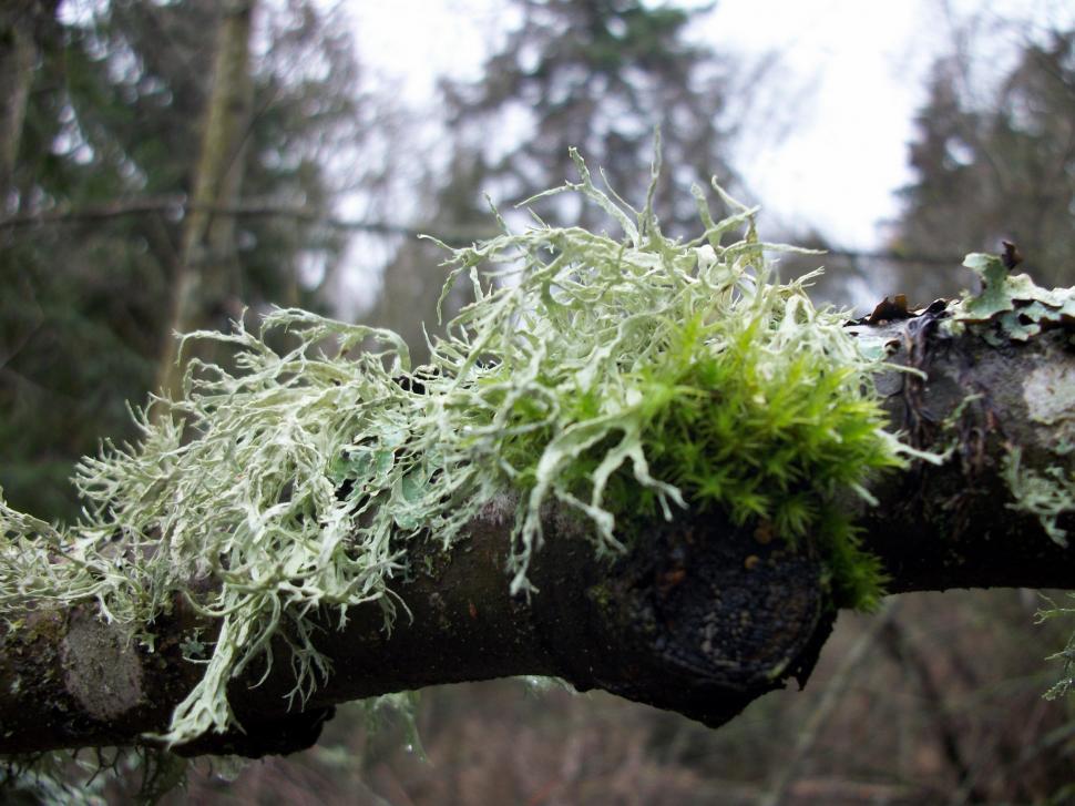 Free Image of Moss Growing on a Tree Branch in a Forest 