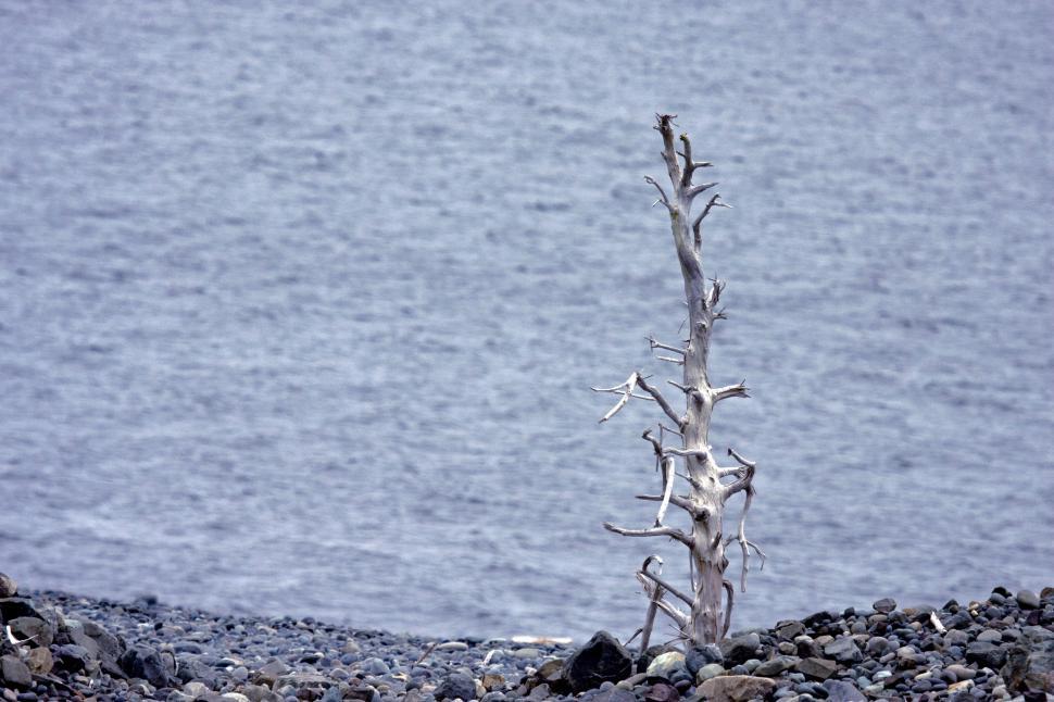Free Image of Drift wood 
