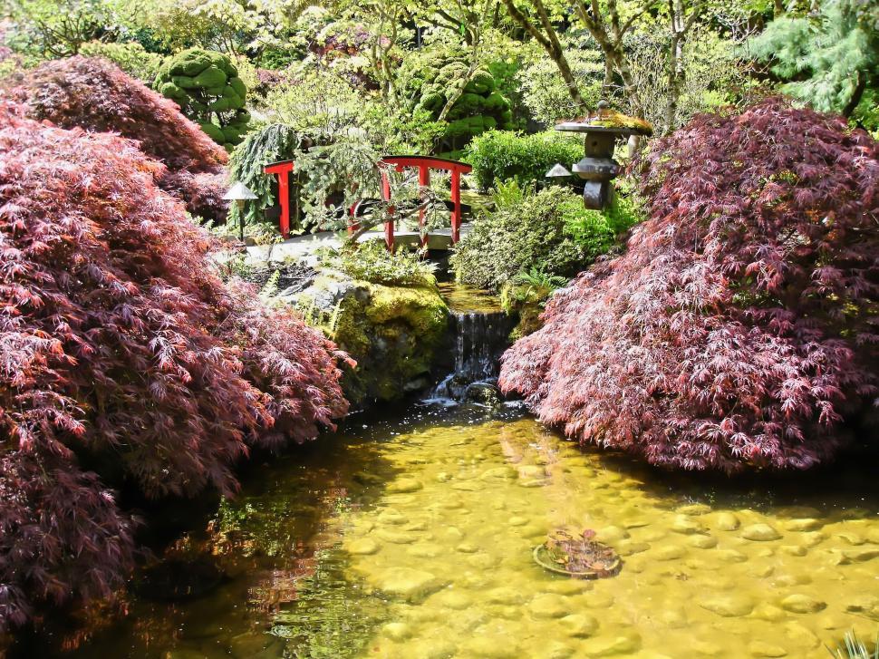 Free Image of Japanese Pond 