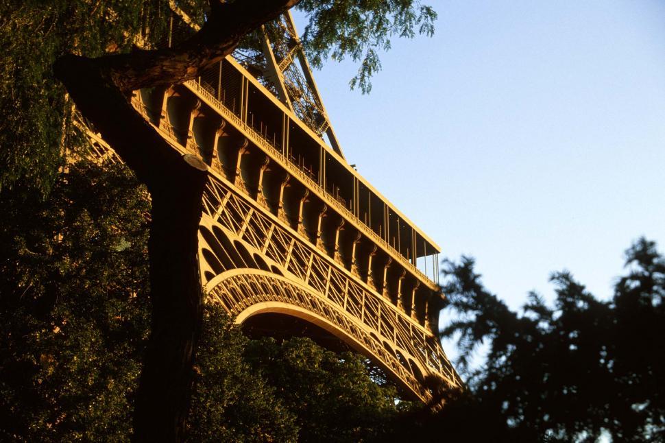 Free Image of Eiffel Tower and Tree Limb 