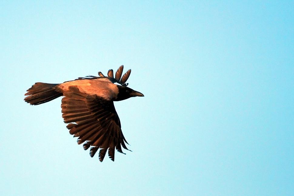 Free Image of The crow 