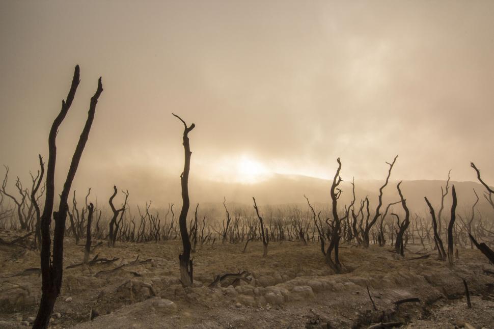 Free Image of Bare trees in a misty surreal landscape 
