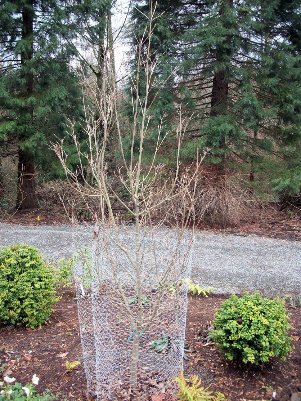 Free Image of Tree Standing in the Middle of a Garden 