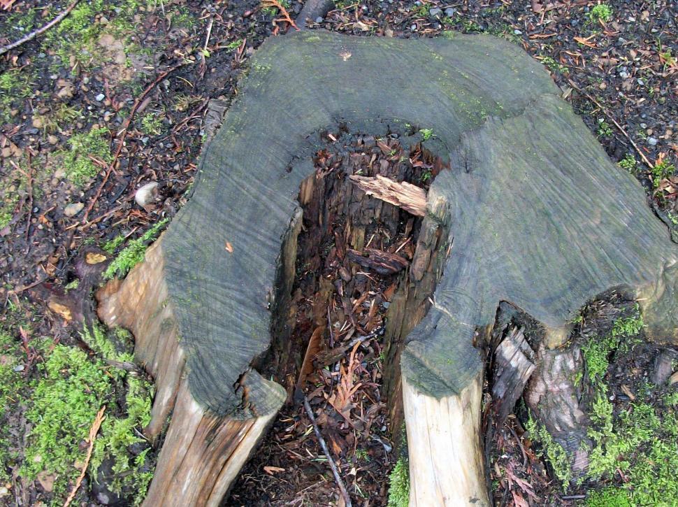 Free Image of A Piece of Wood Lying on the Ground 
