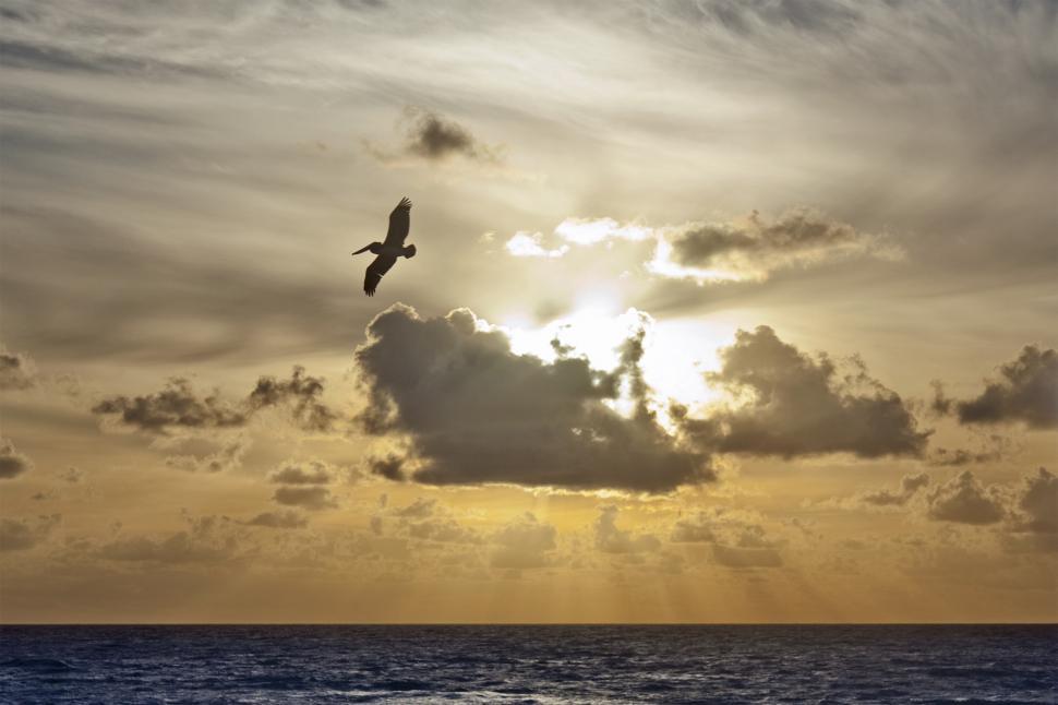 Free Image of Bird at Sunset 