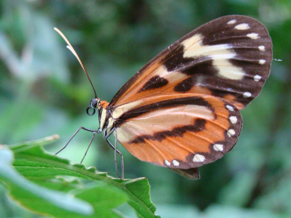 Free Image of Butterfly 