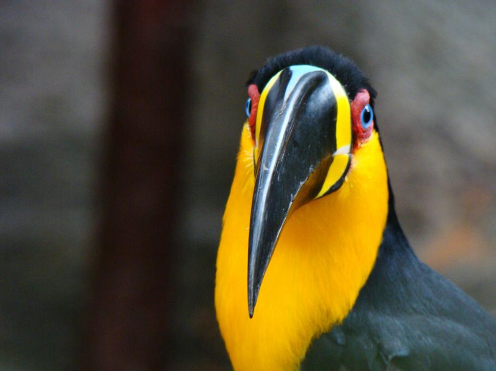 Free Image of Tucano 