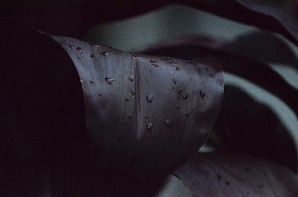Free Image of Dark atmospheric photo of a curved leaf with raindrops 