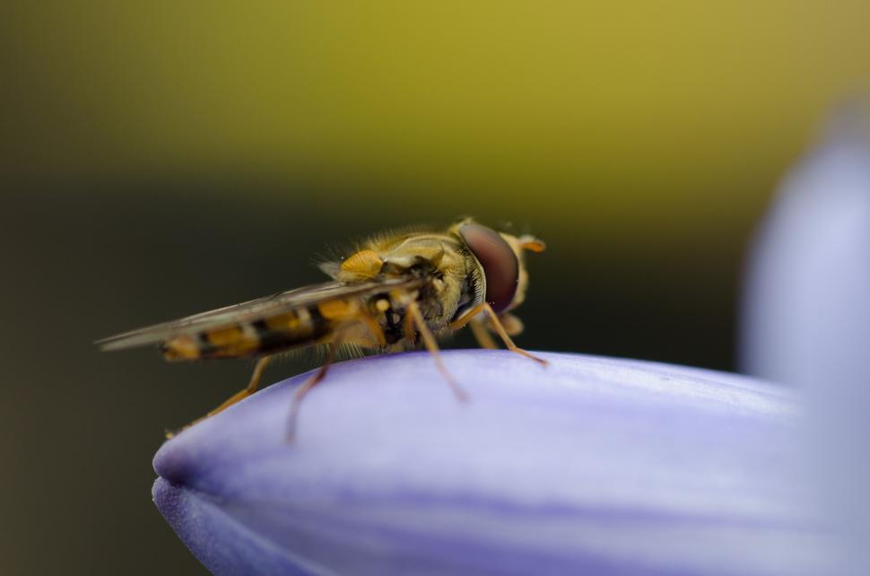 Free Image of Close-up of a hoverfly on a purple petal 