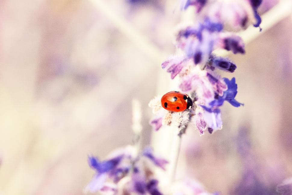 Free Image of Ladybug on lavender flowers 