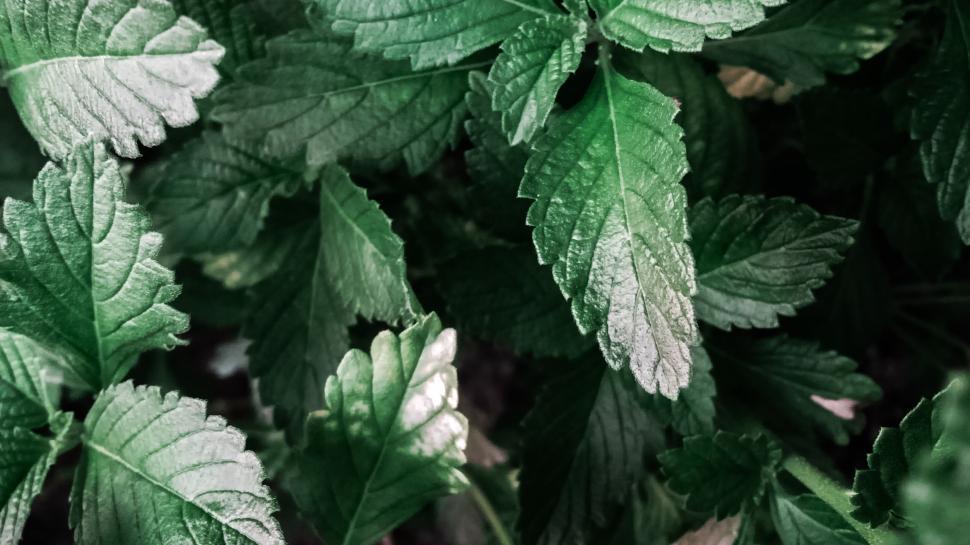 Free Image of Lush Green Foliage Texture 