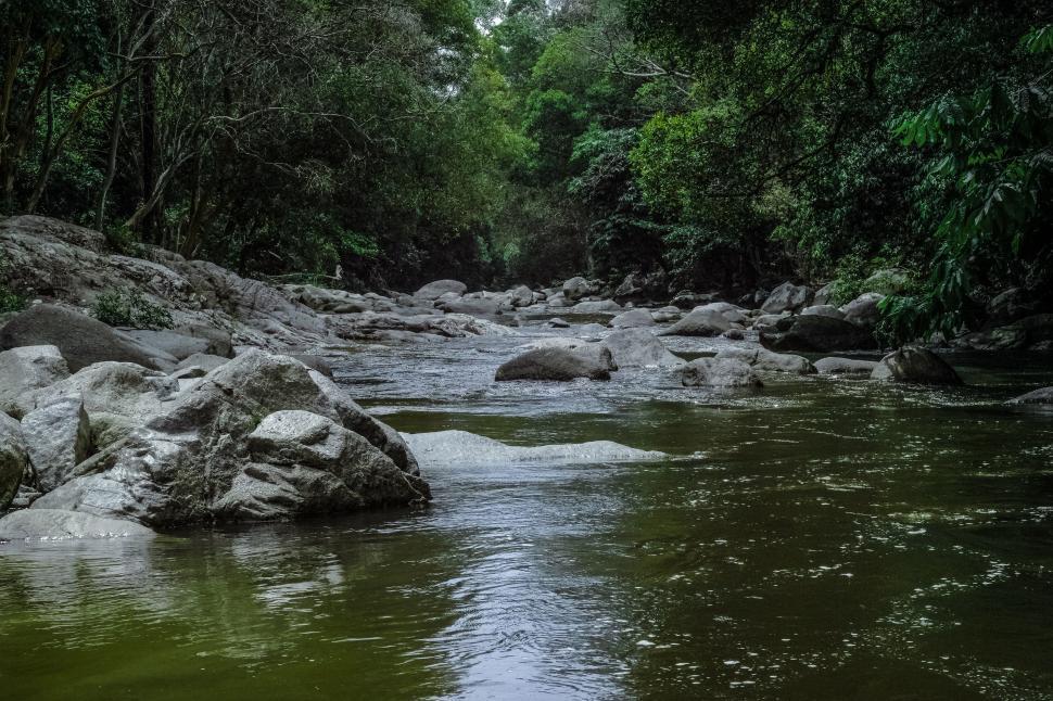 Free Image of Tranquil river flowing through lush forest 