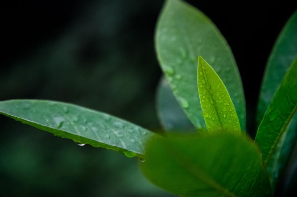 Free Image of Close-up of Wet Leaves in Natural Lighting 