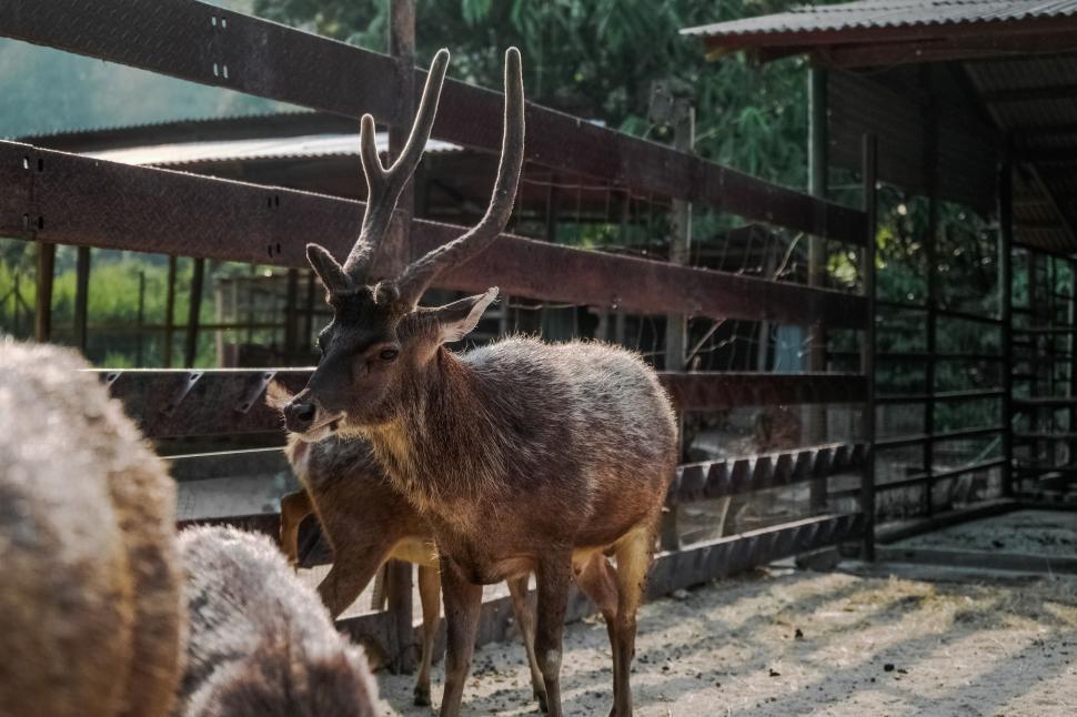 Free Image of Deer close-up in a natural reserve setting 