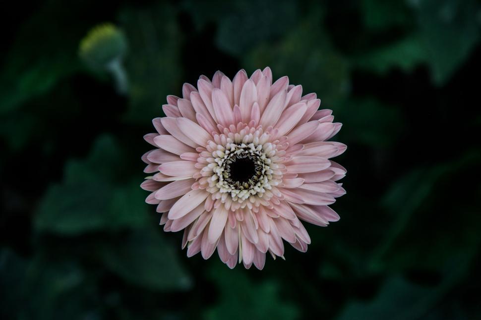 Free Image of Close-up of a delicate pink gerbera daisy 