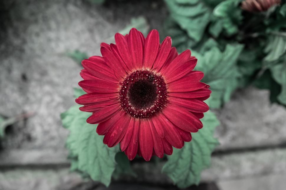 Free Image of Vivid red gerbera flower on green foliage 