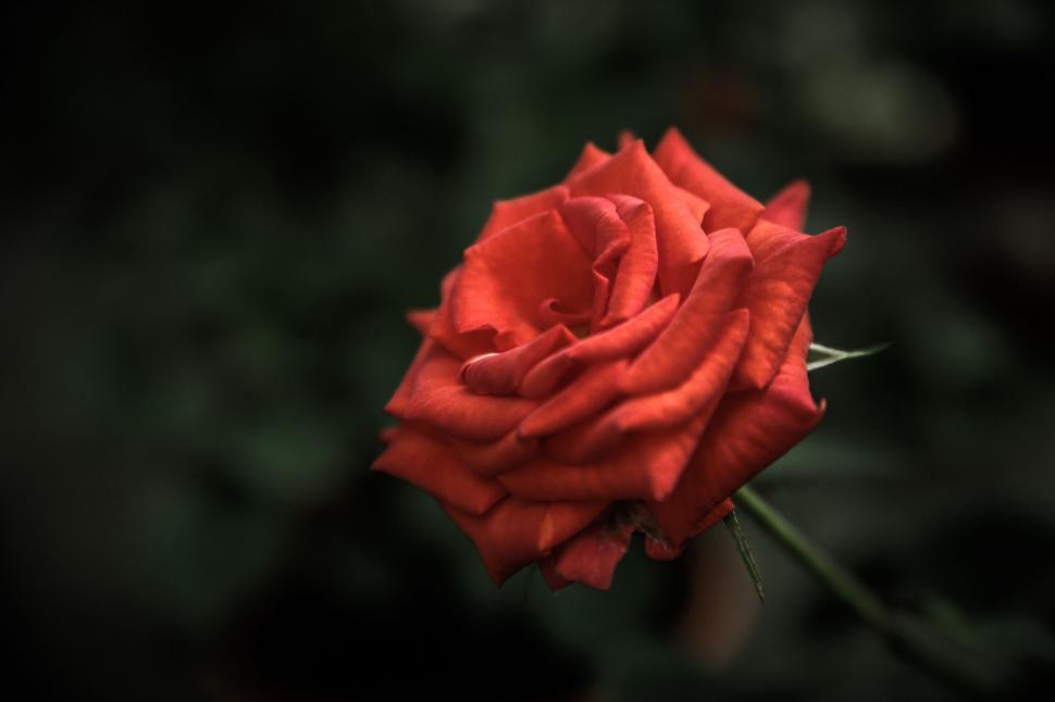 Free Image of Close-up of a vibrant red rose 