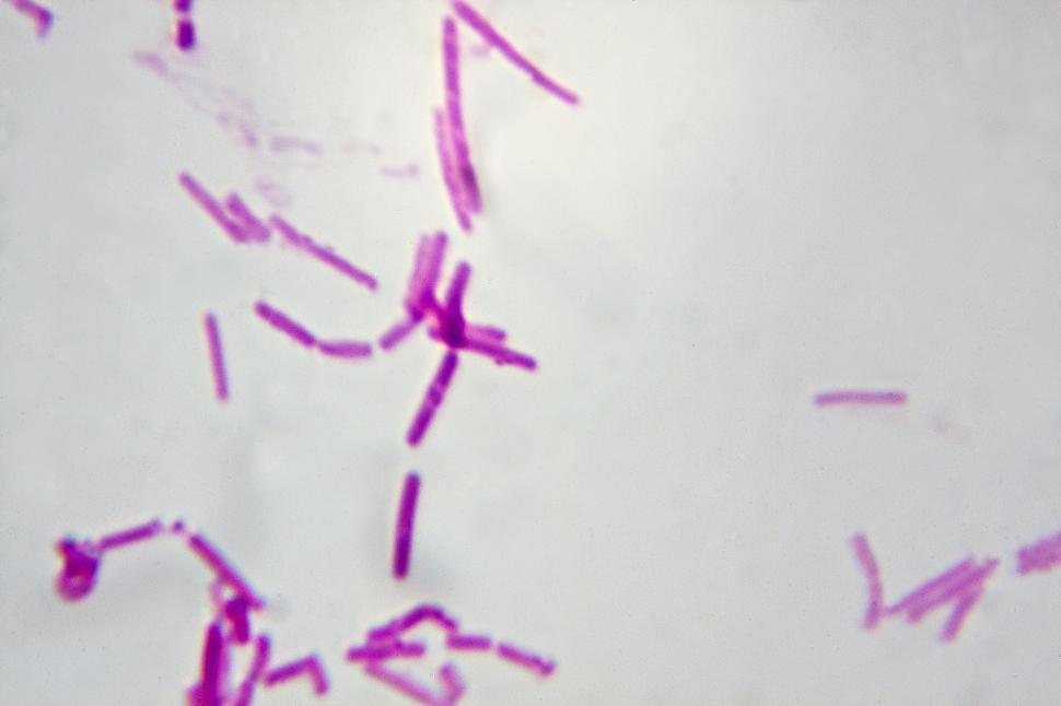 Free Image of Yogurt Bacteria 