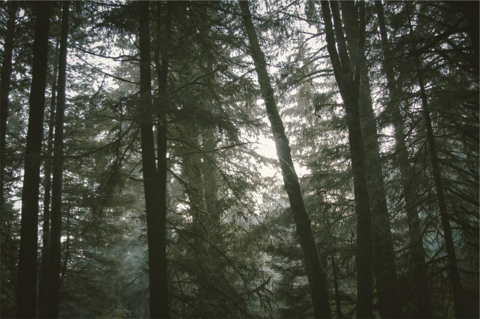 Free Image of Sunlight filtering through dense forest trees 