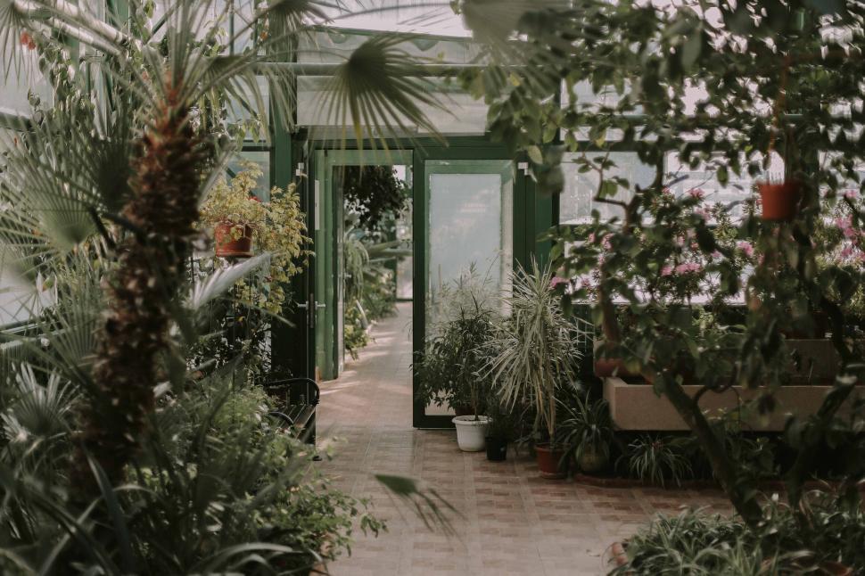 Free Image of Lush greenhouse interior with tropical plants 