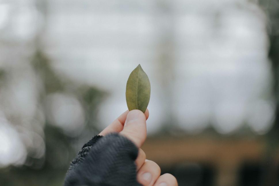 Free Image of Hand holding a leaf with blurred background 