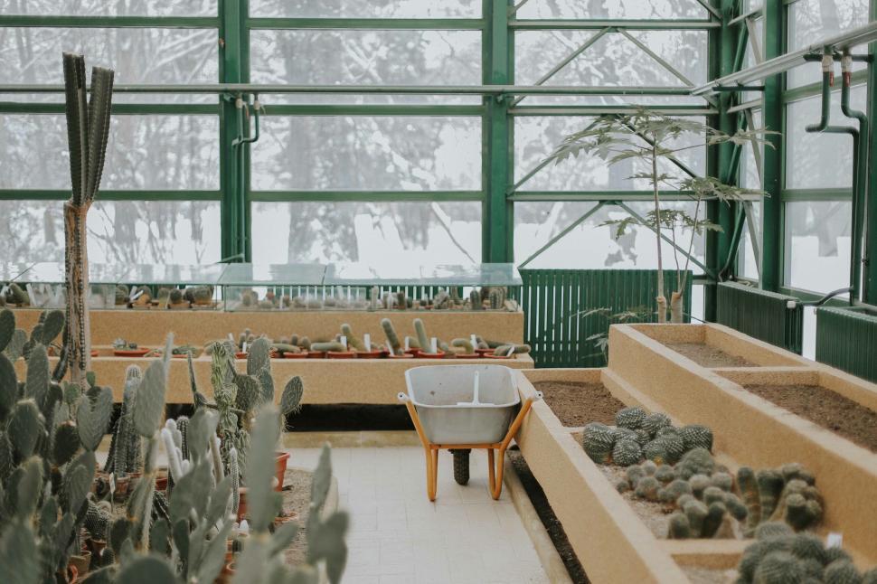 Free Image of Sun-filled cactus greenhouse in bloom 