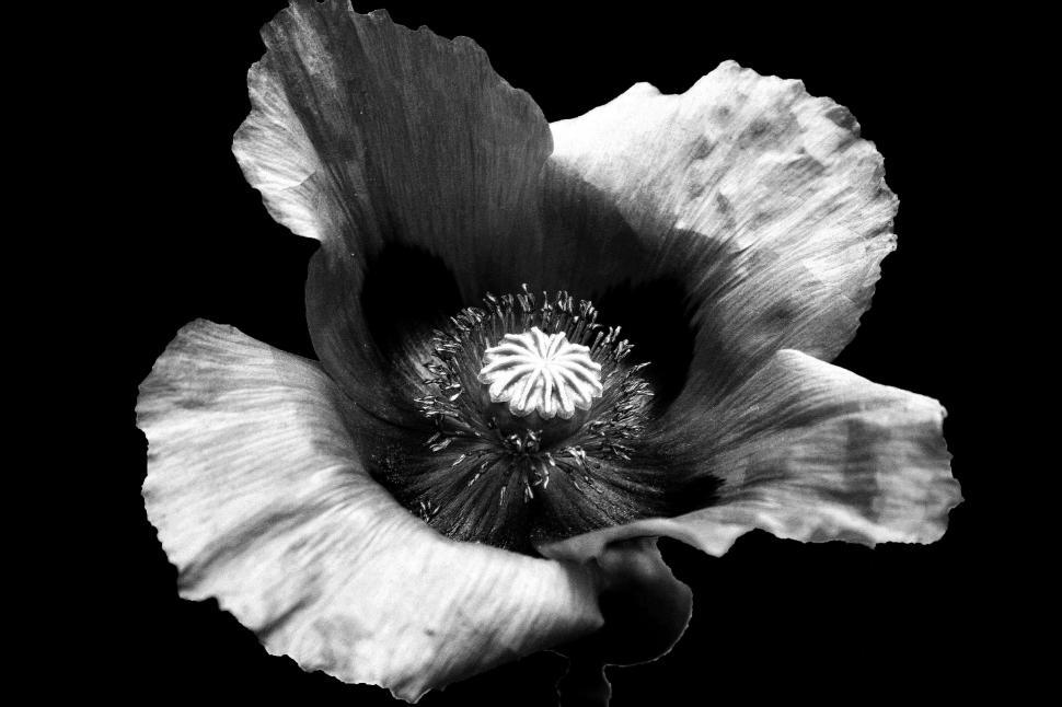 Free Image of Black and White Poppy 