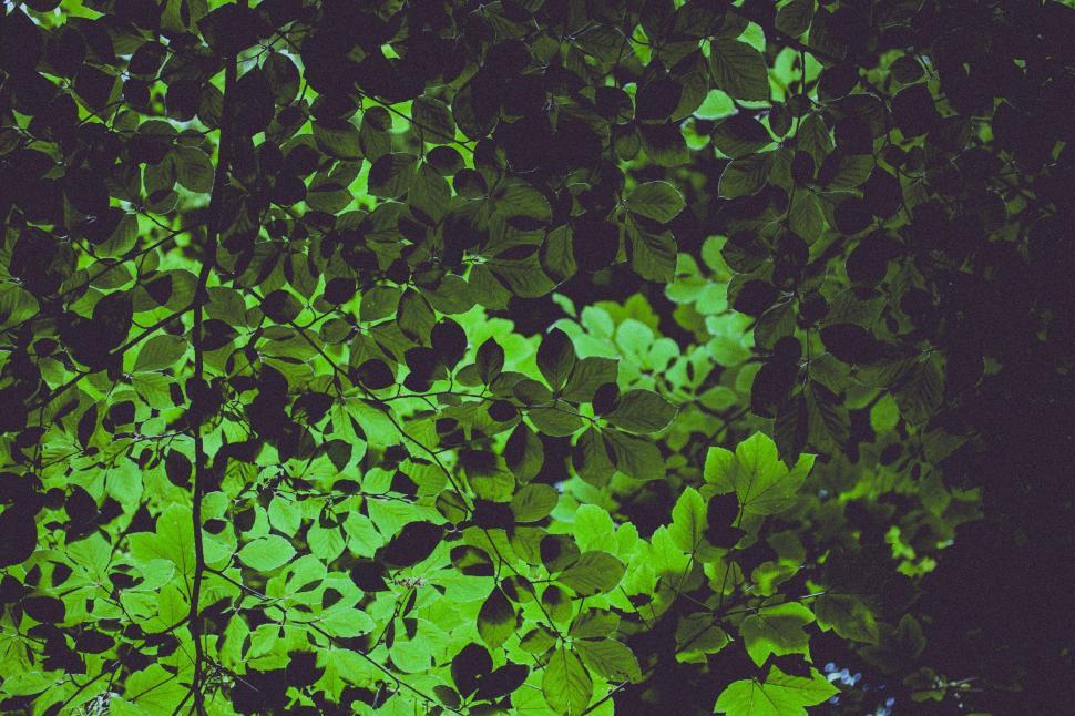 Free Image of Leafy still life with contrasting greens 