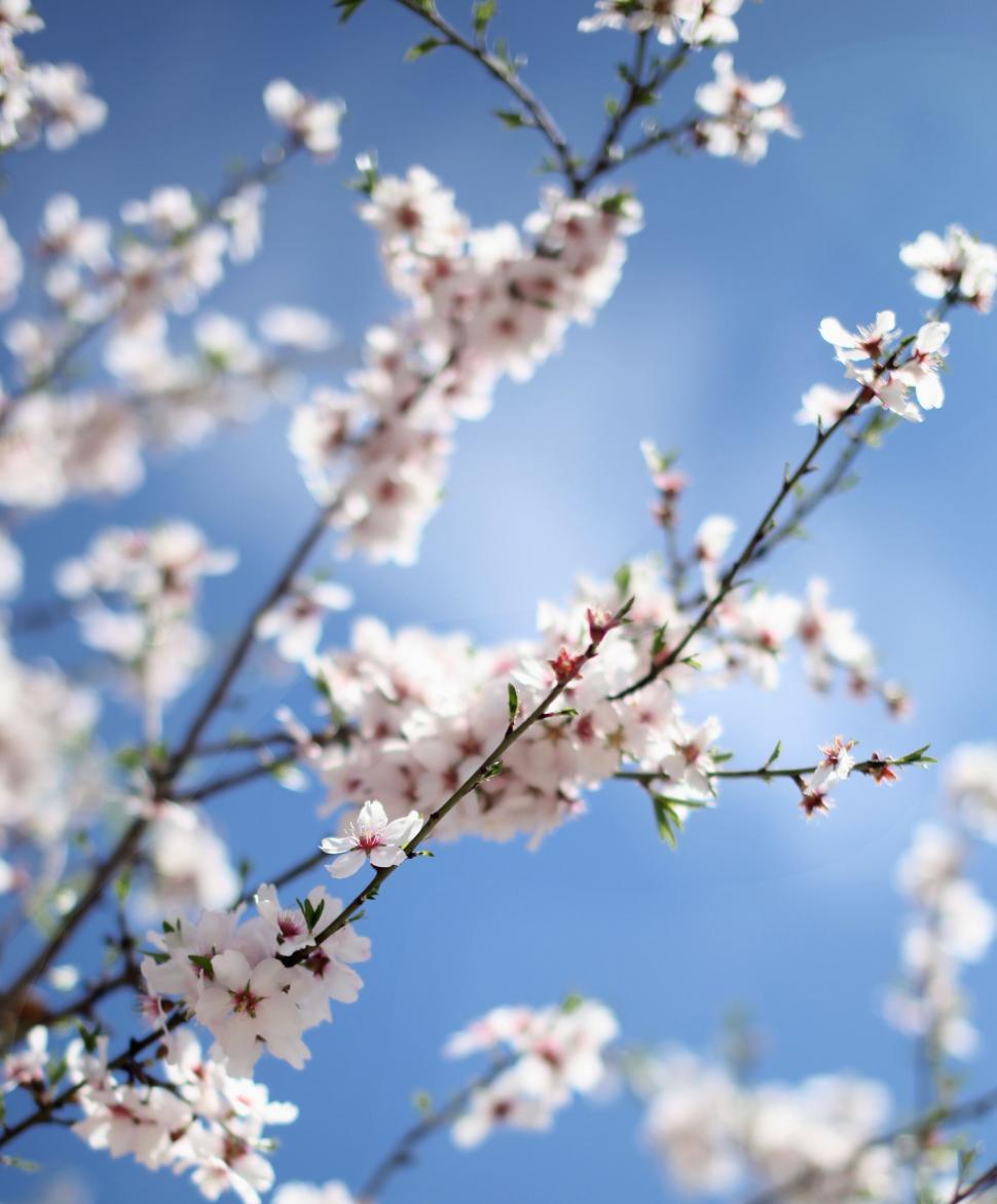 Free Image of Blossoming almond tree branches against the sky 